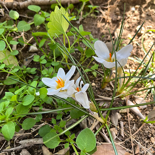 naobrownさんの実例写真