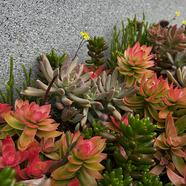 canmilmamaさんの実例写真