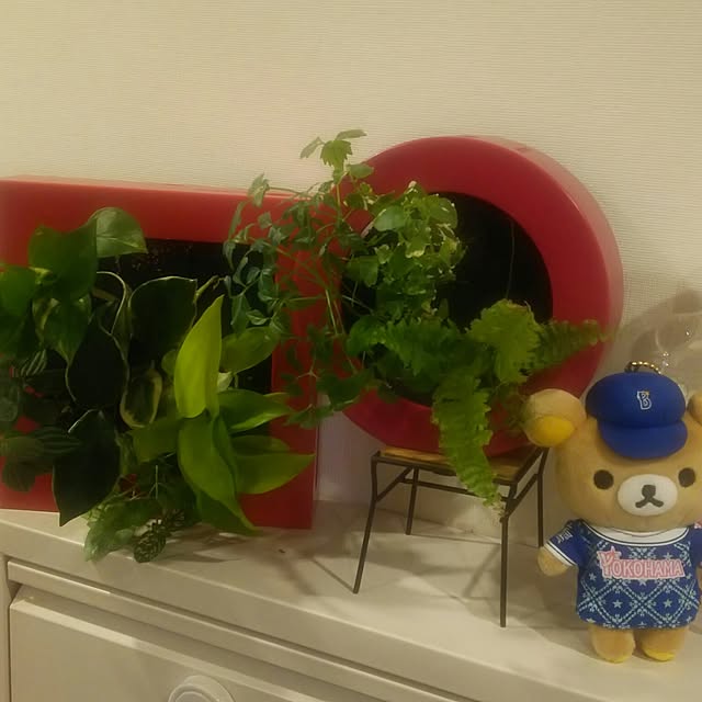 玄関/入り口/植物/日替わり投稿企画!木曜日/ミドリエ midorie/観葉植物...などのインテリア実例 - 2017-06-11 12:37:46