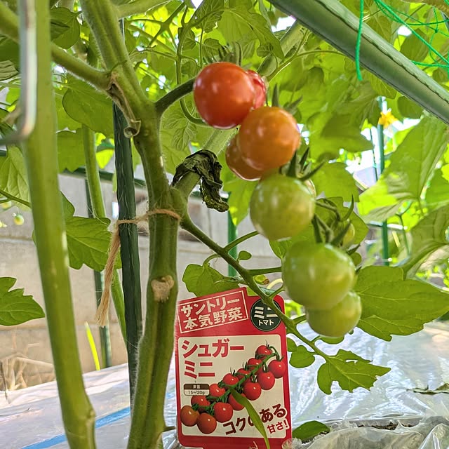 tomoさんの部屋