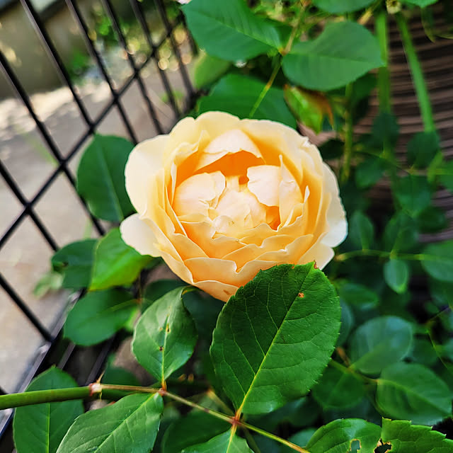 mimi828さんの実例写真