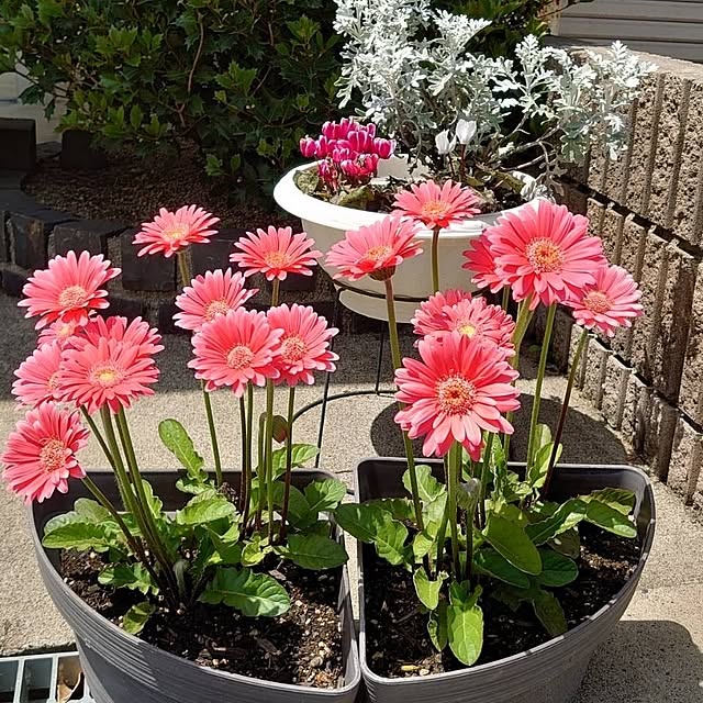 emem_mponさんの実例写真