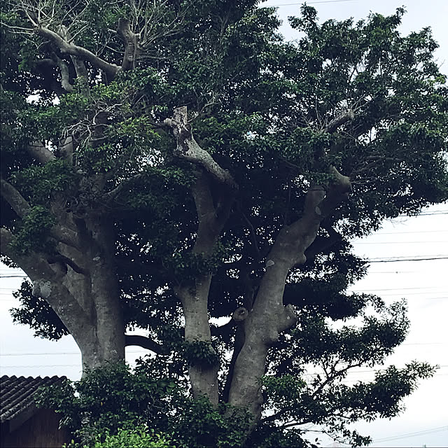 atguraさんの実例写真