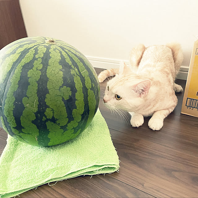 aikaさんの実例写真