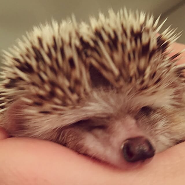 kuruさんの実例写真