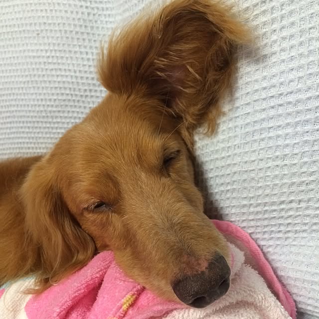 ram_mamaさんの実例写真