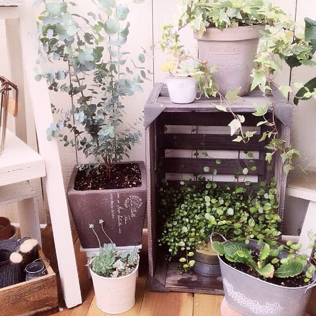 shihoさんの実例写真