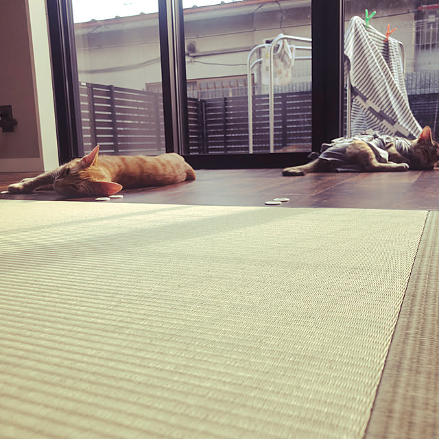 imosukeさんの実例写真