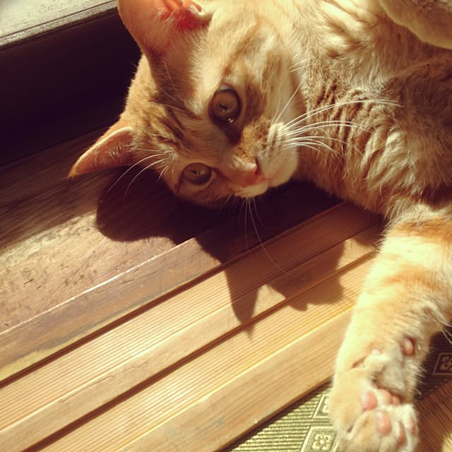 tectさんの実例写真