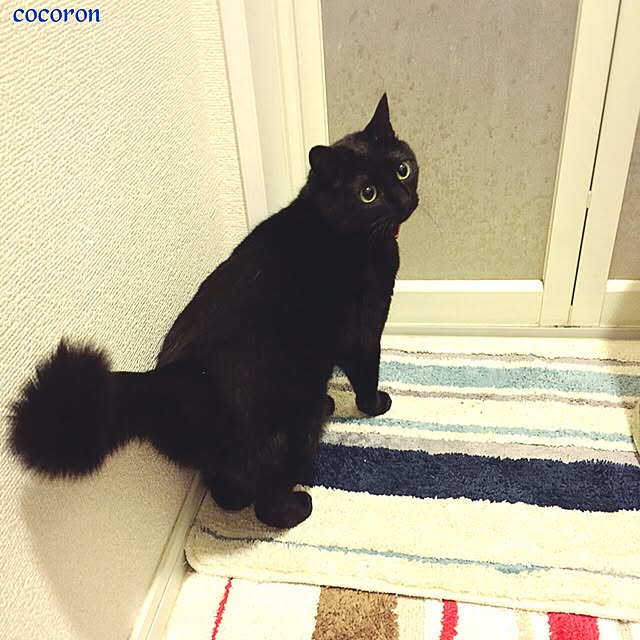 cocoronさんの実例写真