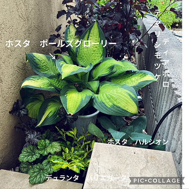 カラーリーフの花壇/グリーン/庭/RCの出会いに感謝♥︎/いいね、フォローに感謝です.｡.:*♡...などのインテリア実例 - 2024-06-20 22:09:27