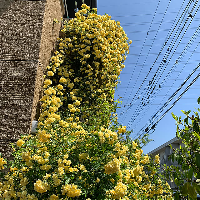 selina_yiyiさんの実例写真