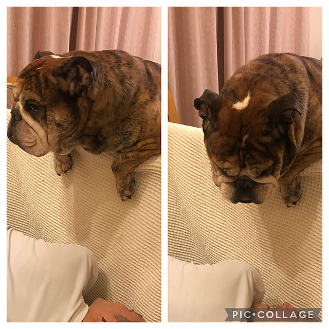 chi_gogaさんの実例写真