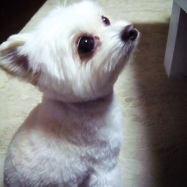 ksyanさんの実例写真