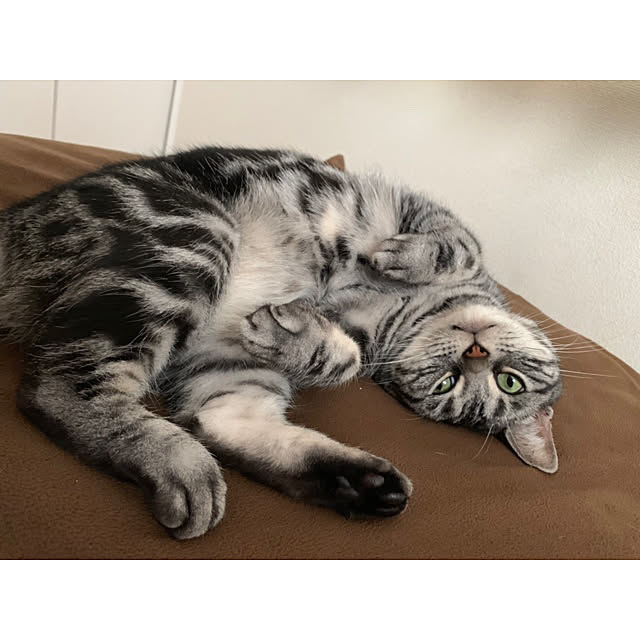 ベッド周りのインテリア実例 - 2019-05-06 22:18:52
