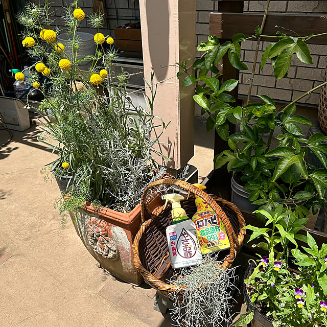 botanさんの実例写真