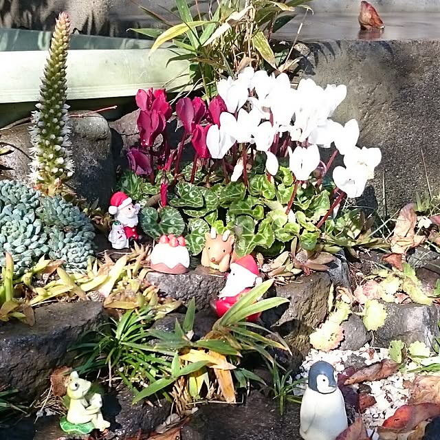 aomonさんの実例写真