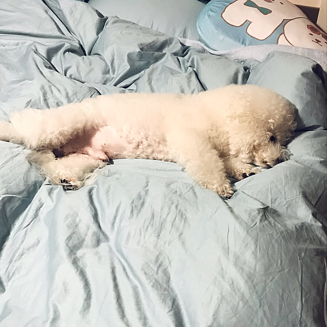 ashimijichibikoさんの実例写真
