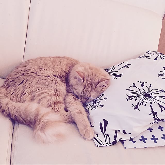 Ryokoさんの実例写真
