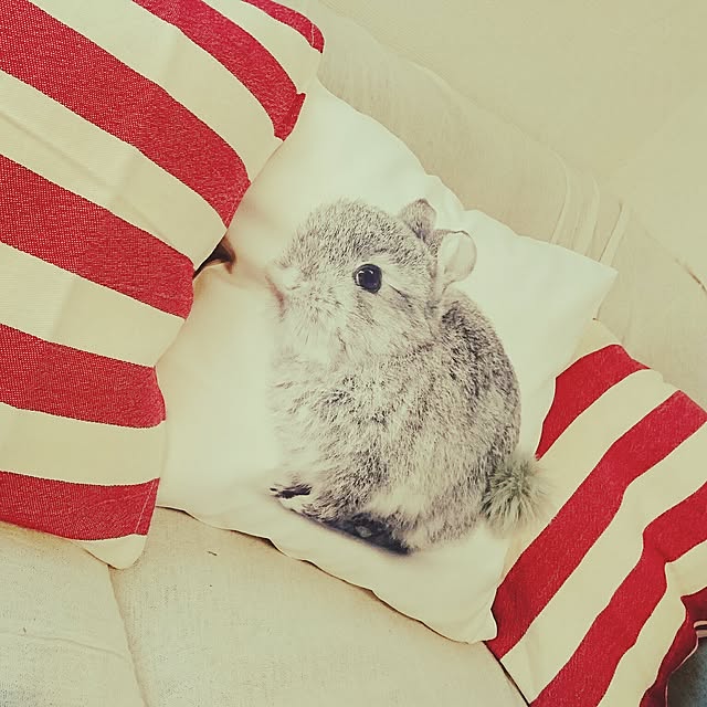 papicoさんの実例写真