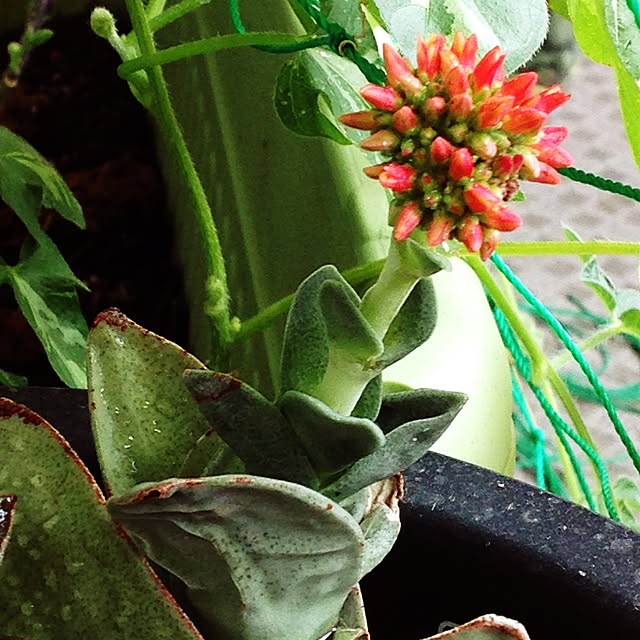 部屋全体/多肉植物のインテリア実例 - 2015-08-02 12:15:33