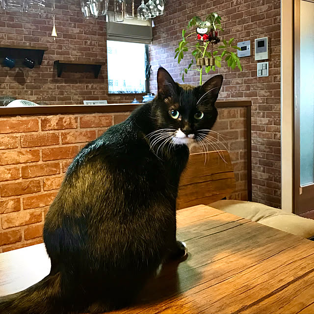 butachanさんの実例写真