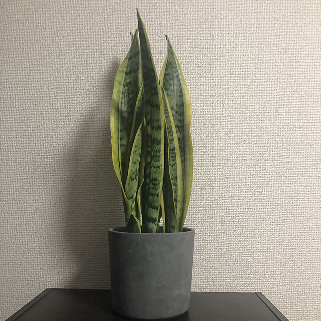 SHIROさんの実例写真