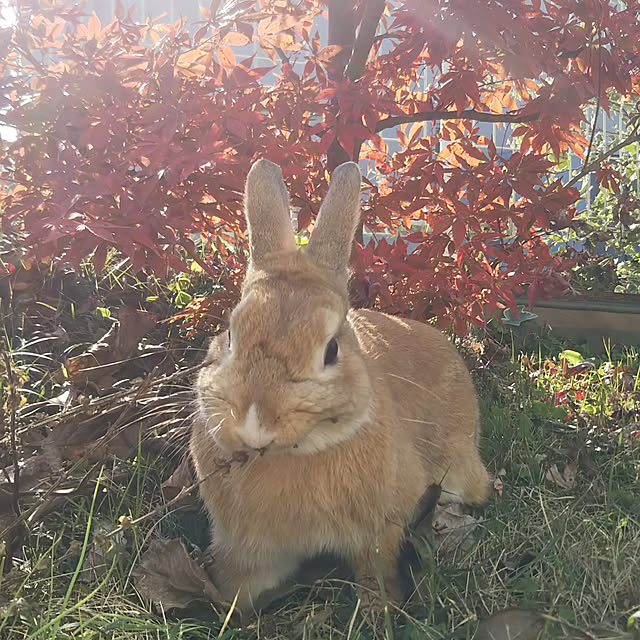 naochanさんの実例写真