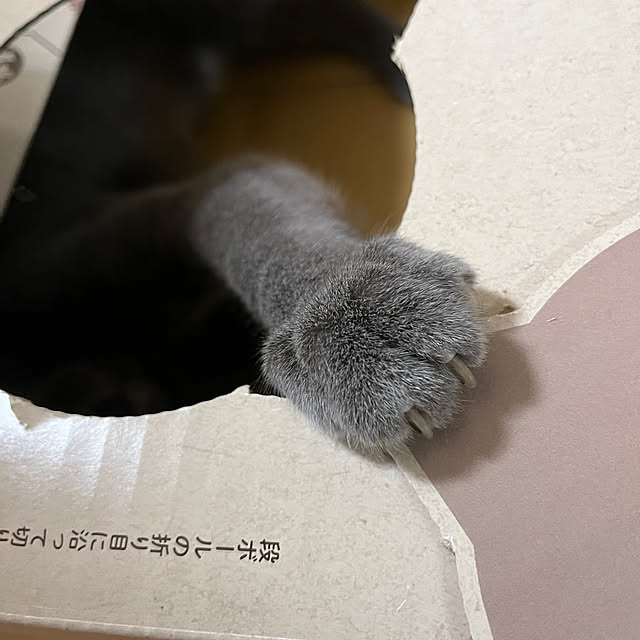 nekoさんの部屋