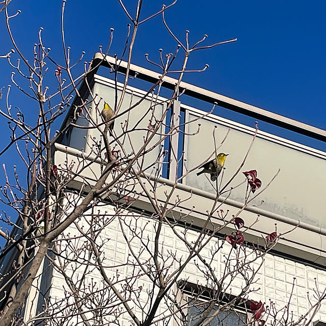 kuikoさんの実例写真