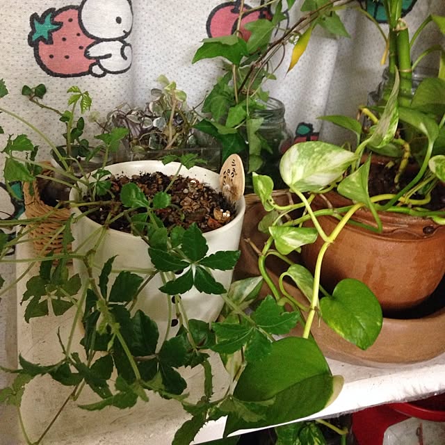 yayoimamaさんの実例写真