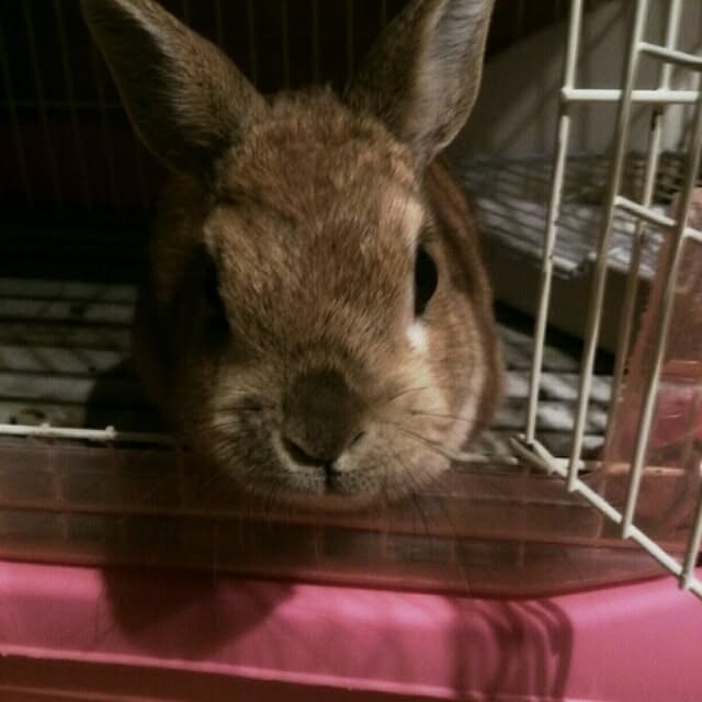 acaさんの実例写真