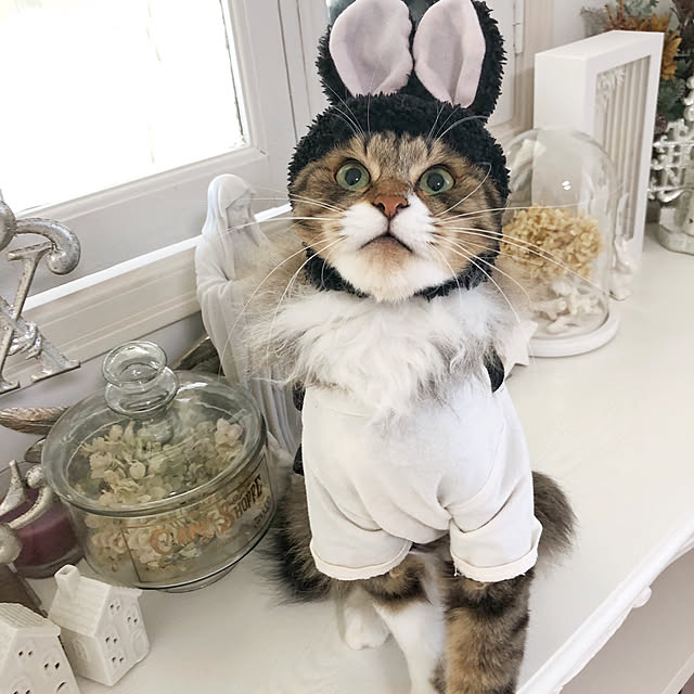 yuchiさんの実例写真