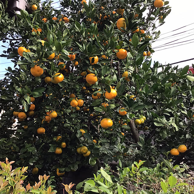 houenさんの部屋