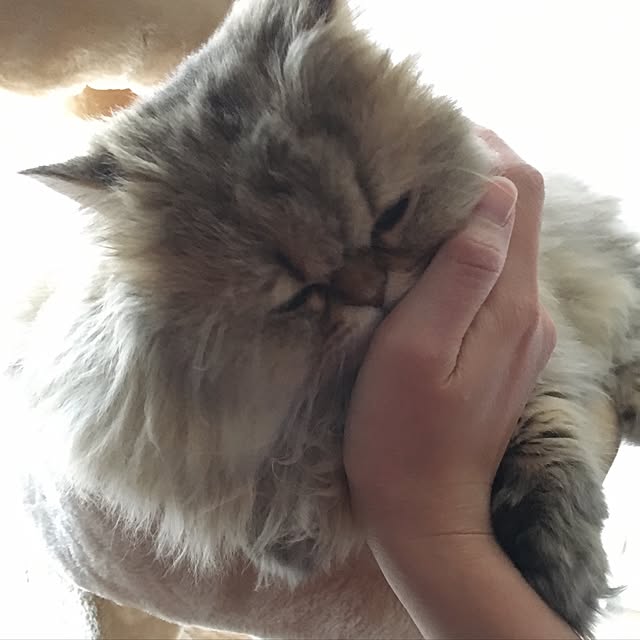 k_dinoさんの実例写真