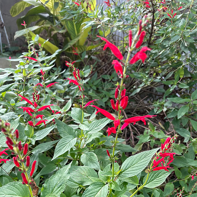 natsumiさんの部屋