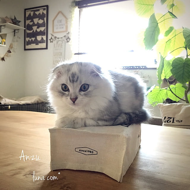 luna.comさんの実例写真