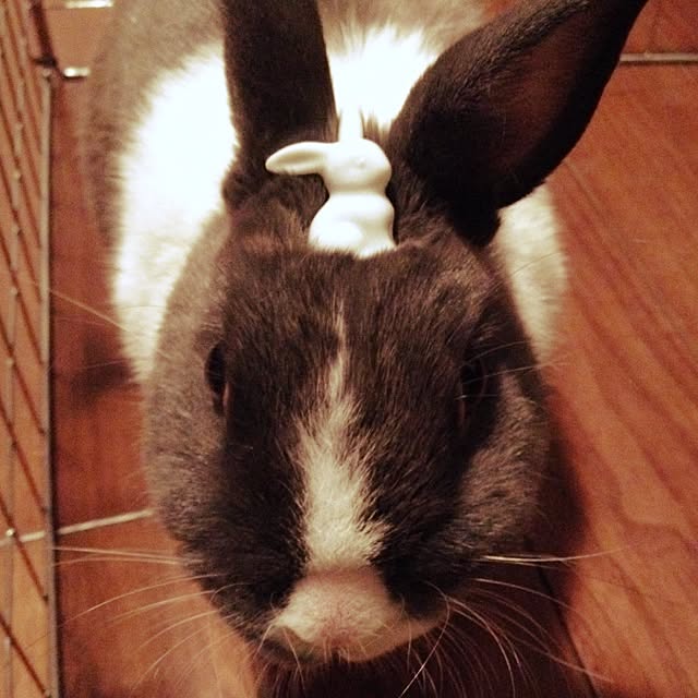 usaさんの実例写真