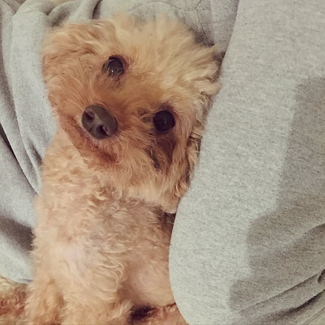 chiiさんの実例写真