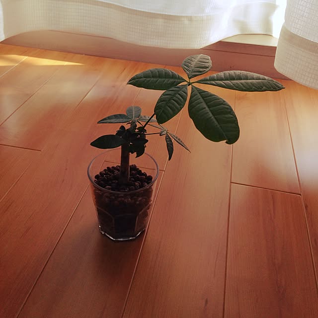 sakuraさんの実例写真