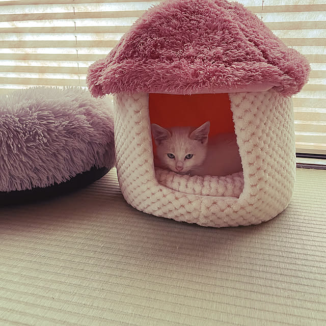 Sugarさんの実例写真