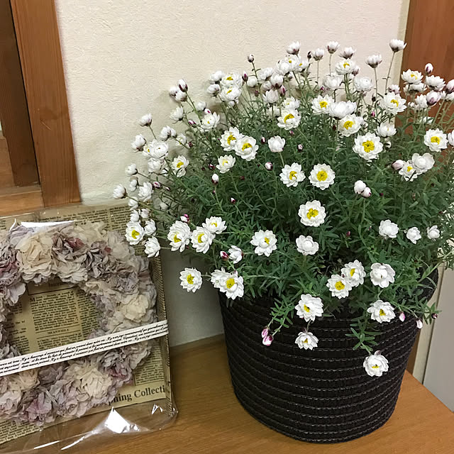 collonさんの実例写真