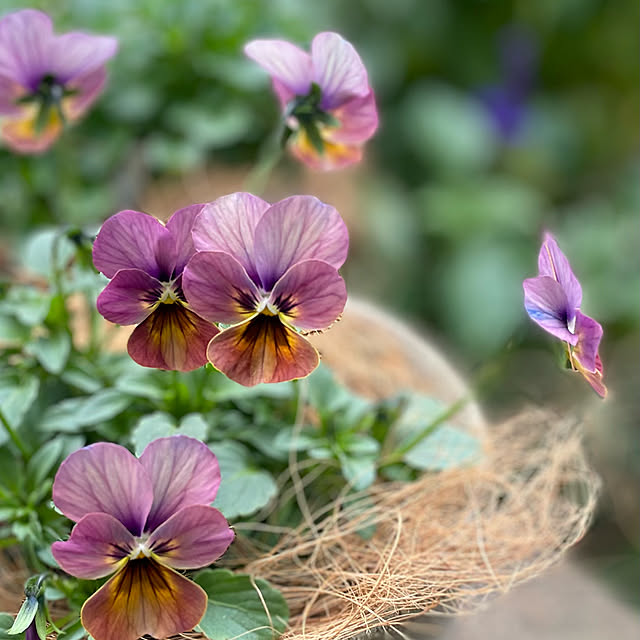 buchiさんの部屋