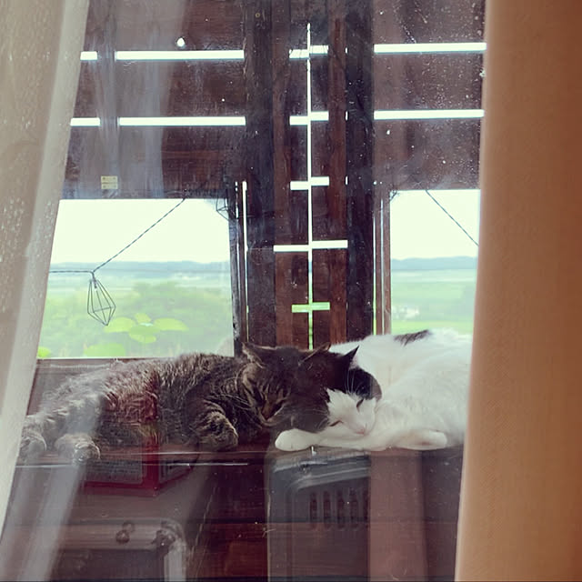 mizukiさんの実例写真