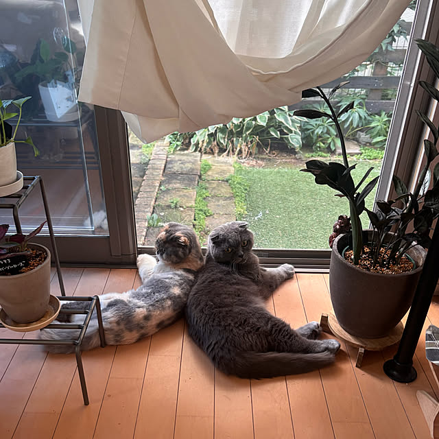 greycatsさんの実例写真