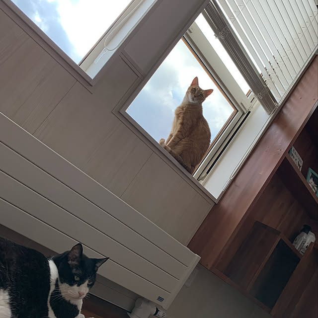 mikeume7さんの実例写真