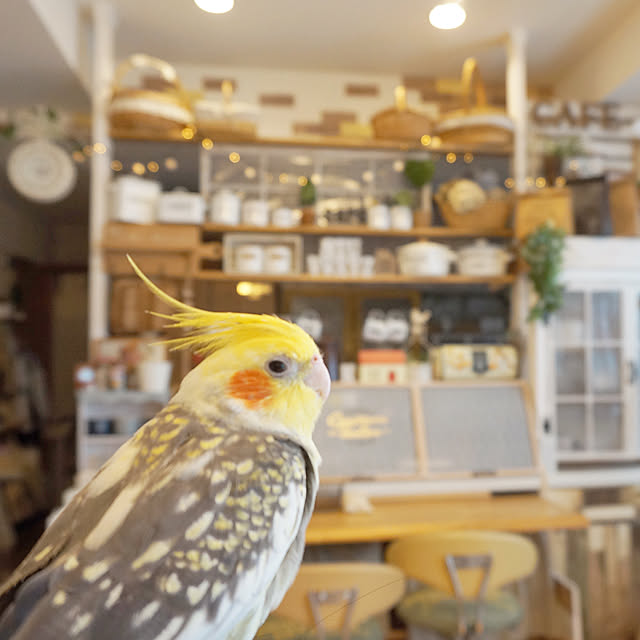 r_6cafeさんの実例写真