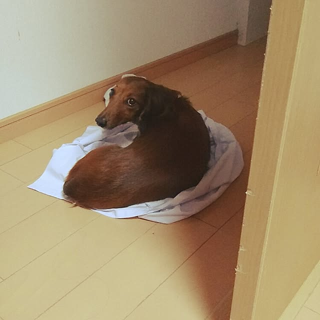 andさんの実例写真