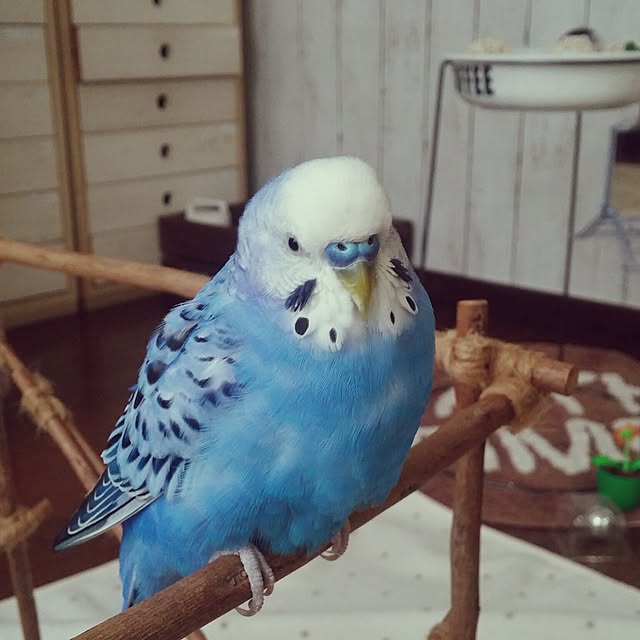 opiopiopiさんの実例写真
