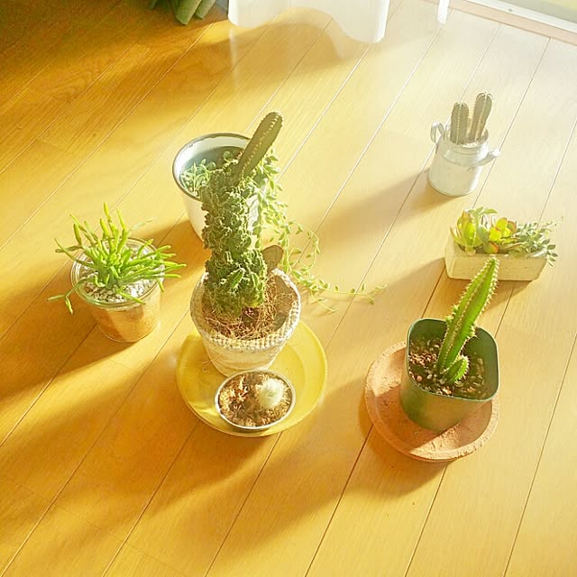 cccさんの実例写真